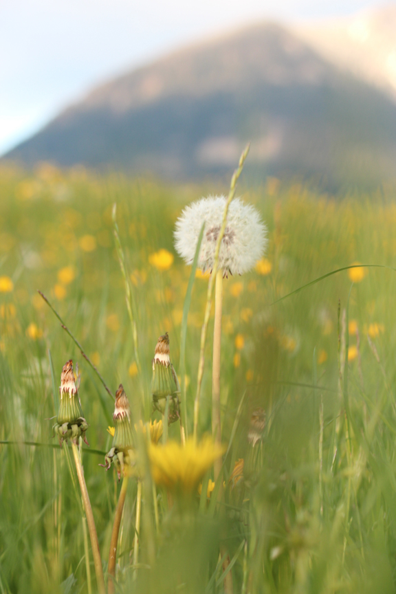 constelacionesfamiliareshouston-propositos2016