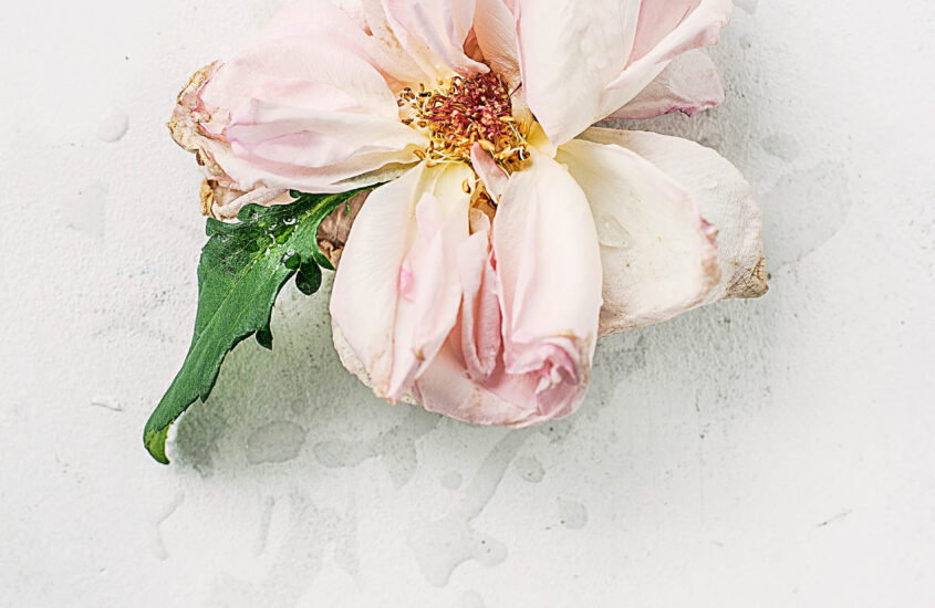 La Violencia. La paz es el fruto de una reconciliación.